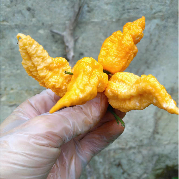 Graines - Bhut Jolokia Orange đ„đ„đ„đ„ - SWEET PEPPER