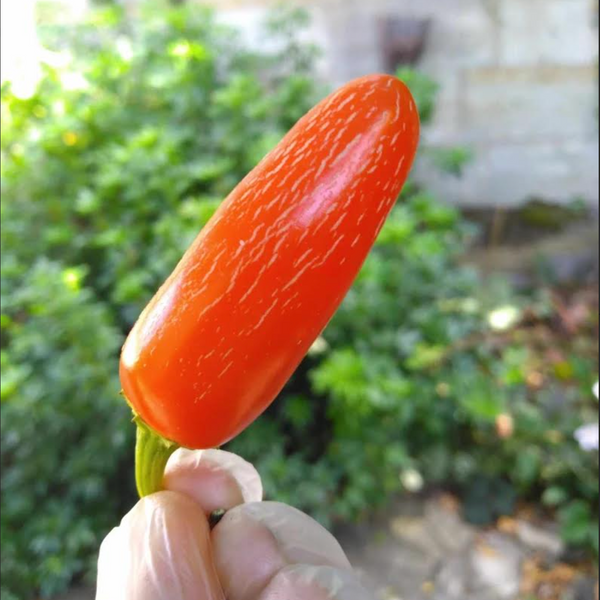 Graines - Jalapeño Zapotec đ„đ„ - SWEET PEPPER