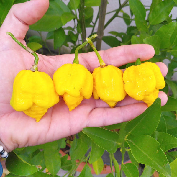 Graines - 7 Pot Silva đ„đ„đ„đ„ - SWEET PEPPER