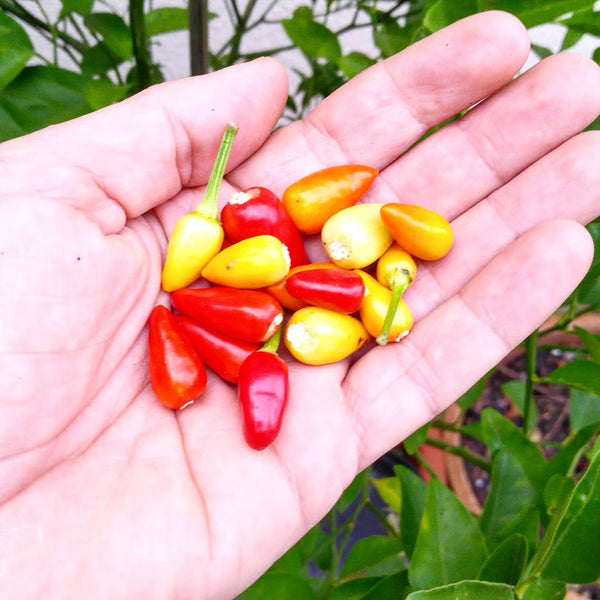 Graines - Corean Hot đ„đ„đ„ - SWEET PEPPER