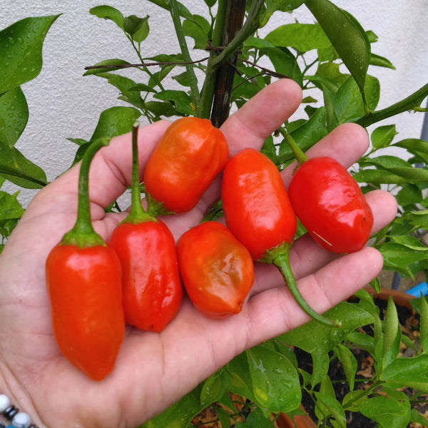 Graines - Aji Rico đ„đ„đ„ - SWEET PEPPER