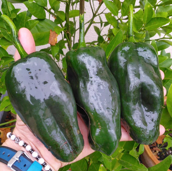 Graines - Ancho Poblano đ„đ„ - SWEET PEPPER