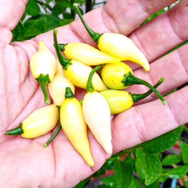 Graines - Biquinho Blanc đ„đ„ - SWEET PEPPER