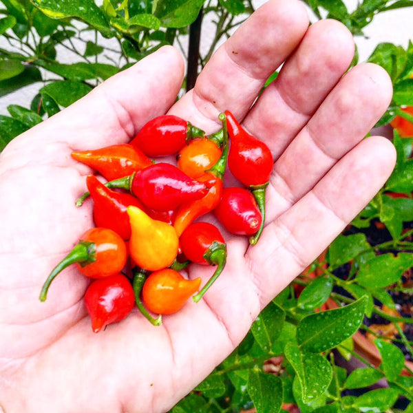 Graines - Biquinho Red đ„đ„ - SWEET PEPPER
