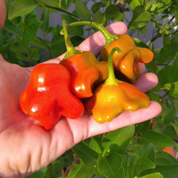 Graines - Bishop's Crown đ„đ„ - SWEET PEPPER