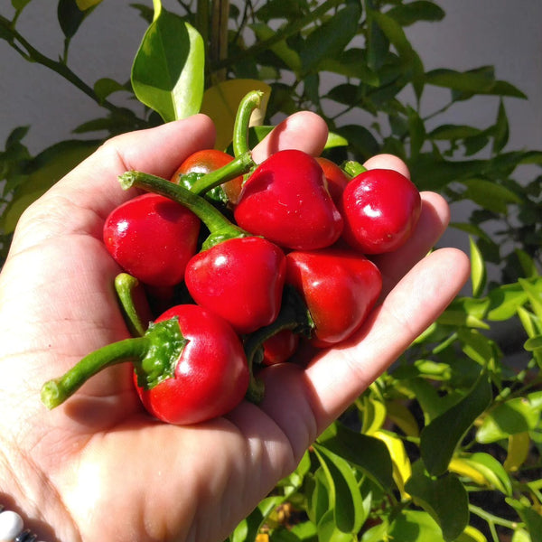 Graines - Cherry Bomb đ„đ„ - SWEET PEPPER