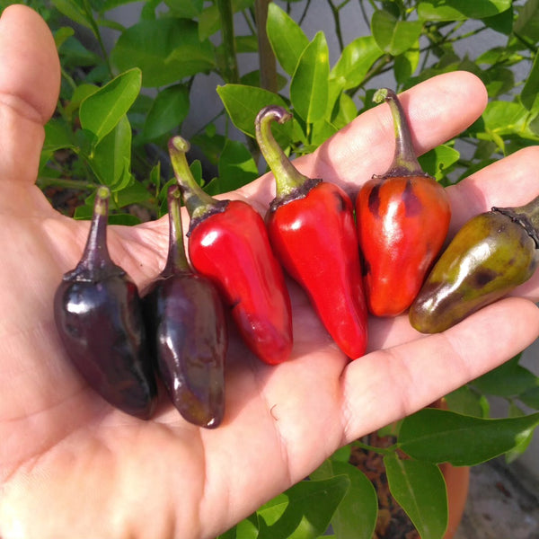 Graines - Dark Blood đ„đ„đ„ - SWEET PEPPER