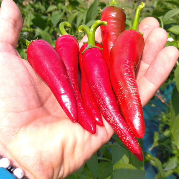 Graines - Cayenne 🔥🔥🔥 - SWEET PEPPER
