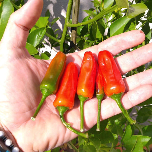 Graines - Etna đ„đ„đ„ - SWEET PEPPER