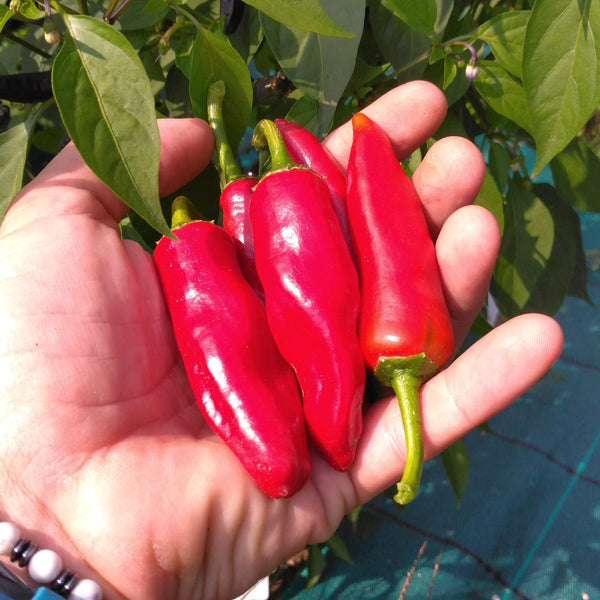 Graines - Gorria đ„đ„ - SWEET PEPPER