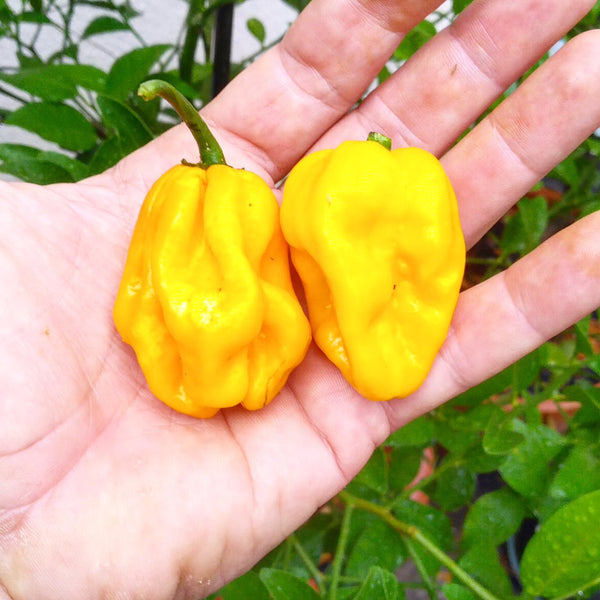 Graines - Habanero Big Sun đ„đ„đ„đ„ - SWEET PEPPER