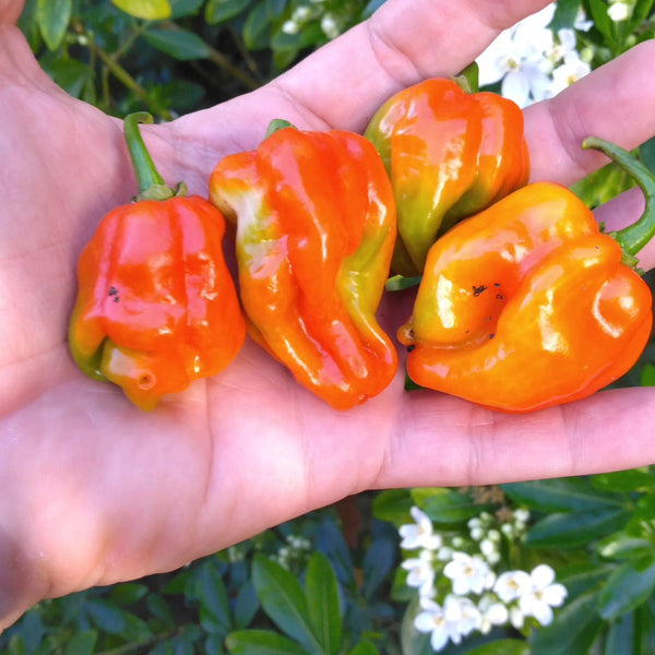 Graines - Habanero Red Savina đ„đ„đ„đ„ - SWEET PEPPER