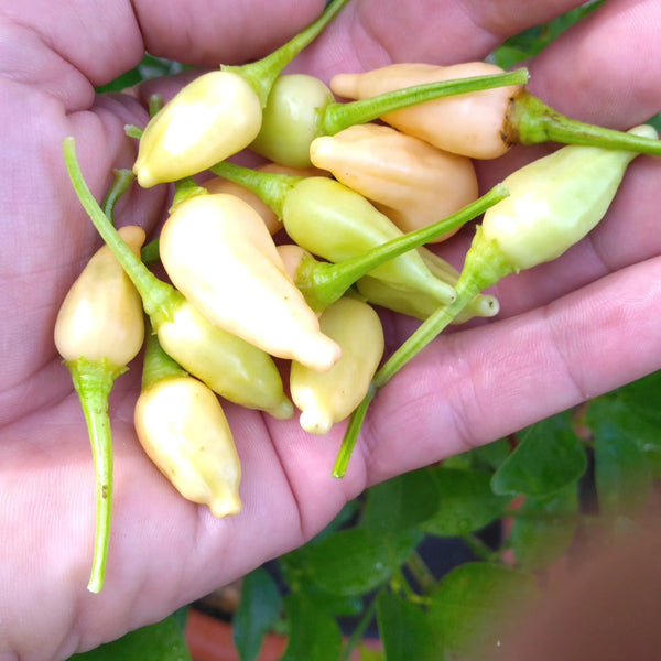 Graines - Inca Peach Drop đ„đ„đ„ - SWEET PEPPER