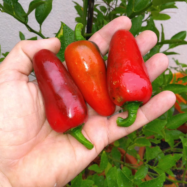 Graines - Jalapeño đ„đ„ - SWEET PEPPER