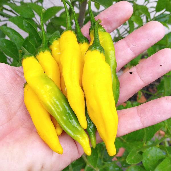 Graines - Lemon Drop đ„đ„đ„ - SWEET PEPPER