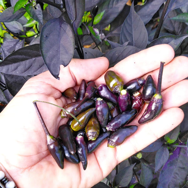 Graines - Royal Black đ„đ„đ„ - SWEET PEPPER