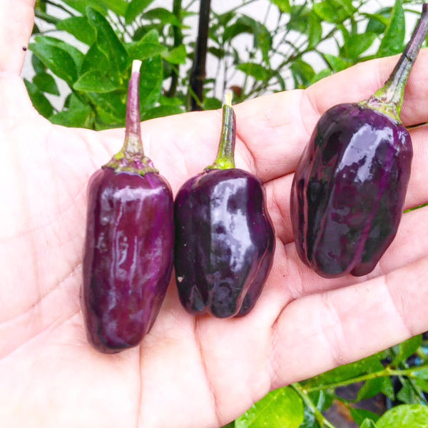 Graines - Scarlett Variegated đ„đ„ - SWEET PEPPER