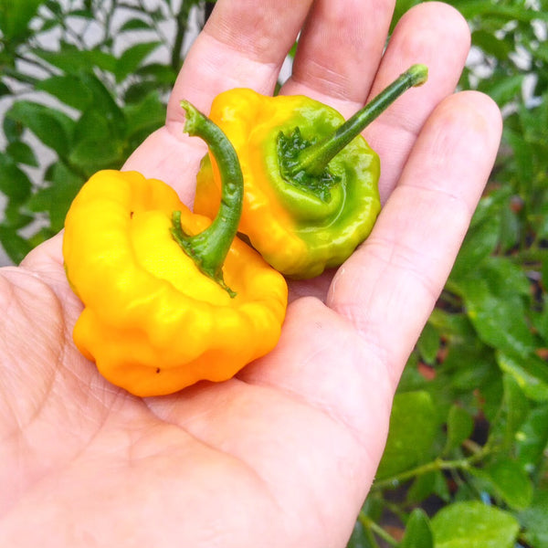 Graines - Scotch Bonnet Yellow đ„đ„đ„đ„ - SWEET PEPPER