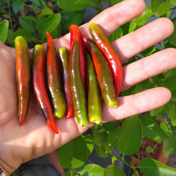 Graines - Thaï Dragon 🔥🔥🔥 - SWEET PEPPER