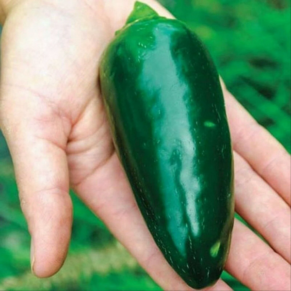 Graines - Jalapeño Jumbo 🔥🔥