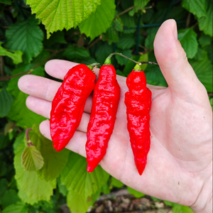 Graines piment bhut jolokia naga - SWEET PEPPER