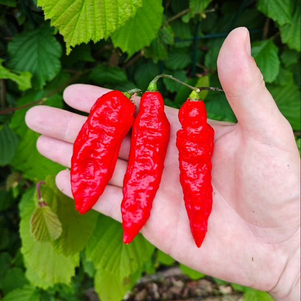 Graines piment bhut jolokia naga - SWEET PEPPER