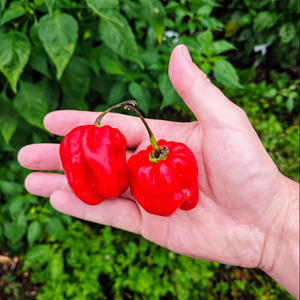 Graines piment habanero red savina