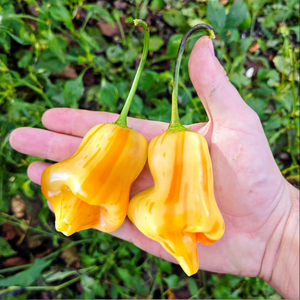 graine piment aji fantasy stripey - SWEET PEPPER