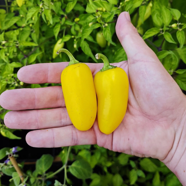 graine piment jalapeno lemon spice jaune coqhot  - SWEET PEPPER
