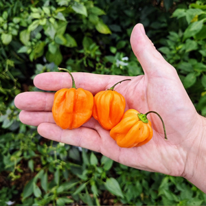graine piment scotch bonnet peach