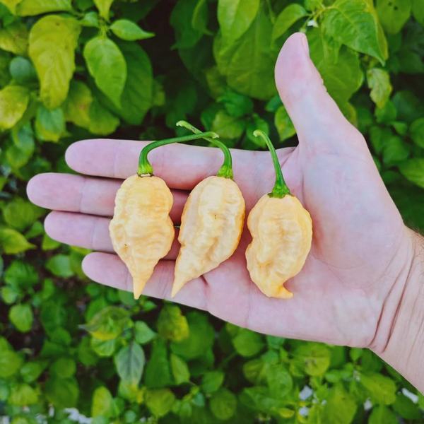 graines bhut jolokia naga peach - SWEET PEPPER