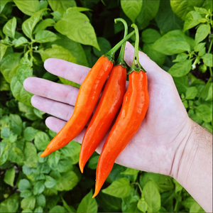 graines piment aji amarillo perou - SWEET PEPPER