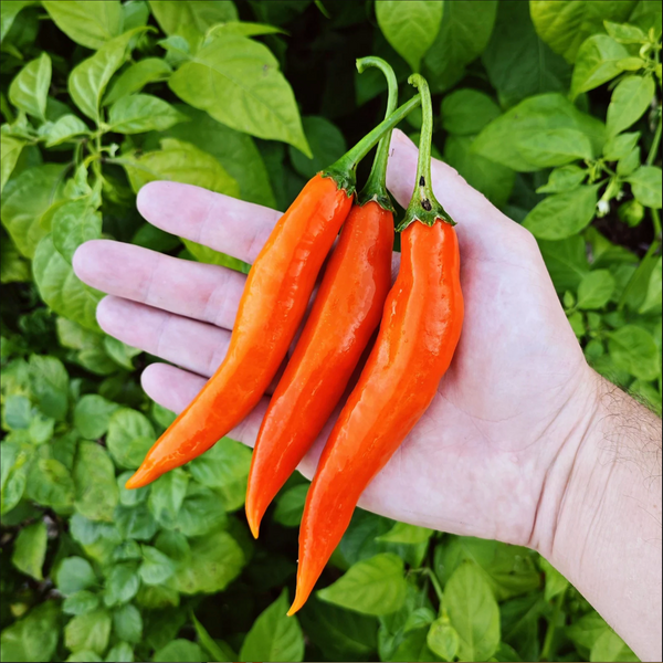 graines piment aji amarillo perou - SWEET PEPPER