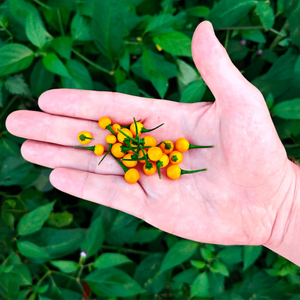 graines piment aji charapita  - SWEET PEPPER