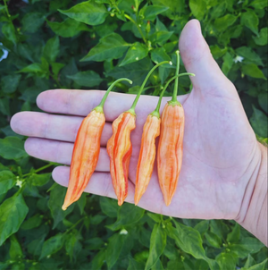 graines piment aji lilly teolinda - SWEET PEPPER