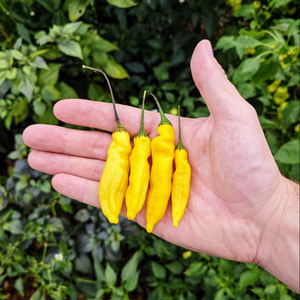 graines piment aji pineapple - SWEET PEPPER