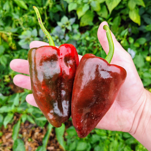 graines piment ancho poblano mexique - SWEET PEPPER