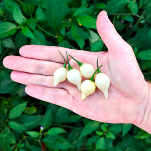 graines piment biquinho blanc - SWEET PEPPER