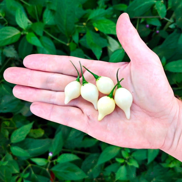graines piment biquinho blanc - SWEET PEPPER
