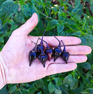 graines piment biquinho noir