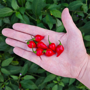 graines piment biquinho rouge