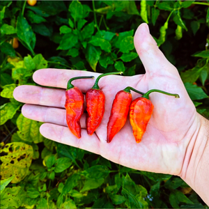 graines piment black panther - SWEET PEPPER