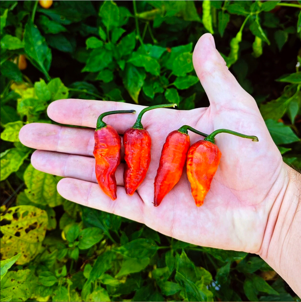 graines piment black panther - SWEET PEPPER