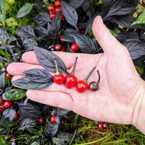 graines piment black pearl  - SWEET PEPPER
