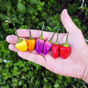 graines piment bolivian rainbow coqhot - SWEET PEPPER