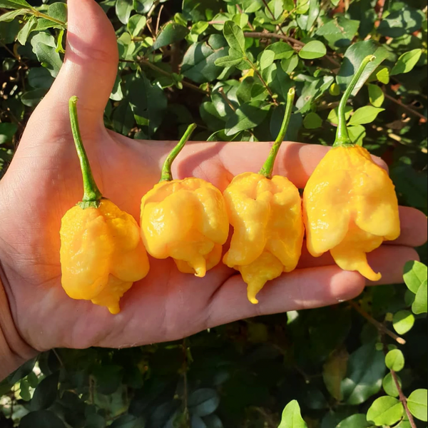 graines piment carolina reaper jaune - SWEET PEPPER