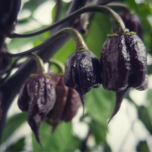 graines piment carolina reaper noir - SWEET PEPPER
