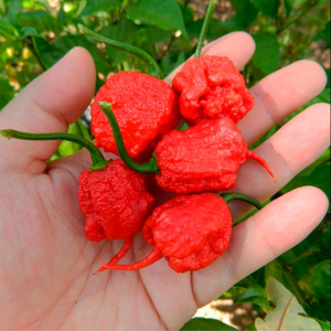 graines piment carolina reaper rouge - SWEET PEPPER