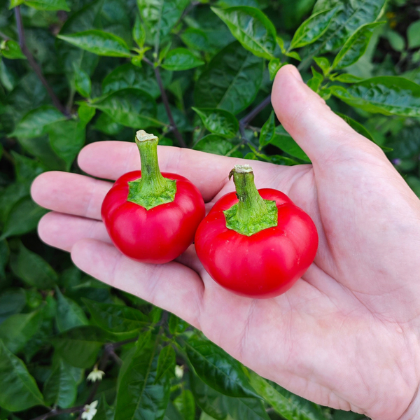 graines piment cherry bomb - SWEET PEPPER
