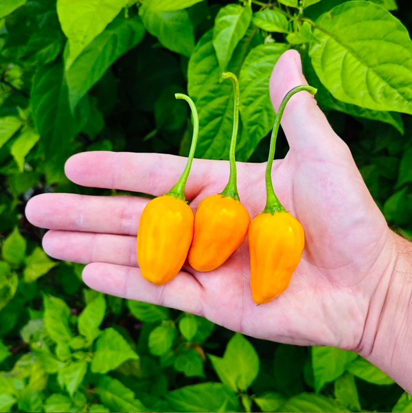 graines piment el oro de ecuador - SWEET PEPPER